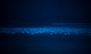 天鹅一出鸟不见 天鹅一出鸟不见