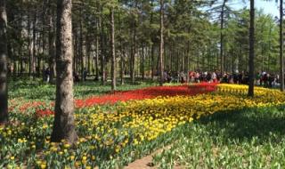 丁香花成人 丁香花成人